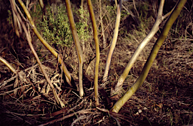 APII jpeg image of Eucalyptus oraria  © contact APII