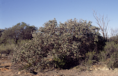 APII jpeg image of Eucalyptus orbifolia  © contact APII