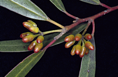 APII jpeg image of Eucalyptus ovularis  © contact APII