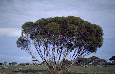 APII jpeg image of Eucalyptus pleurocorys  © contact APII