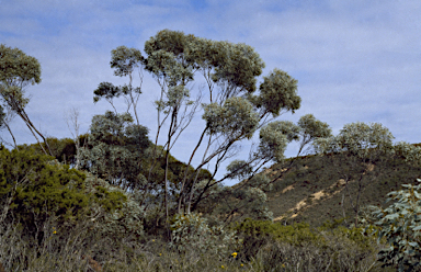 APII jpeg image of Eucalyptus pluricaulis subsp. pluricaulis  © contact APII