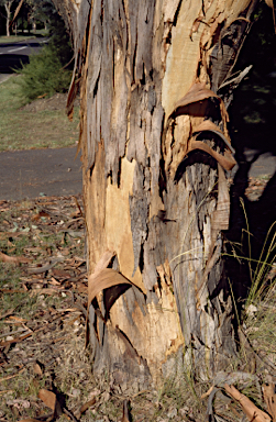 APII jpeg image of Eucalyptus polyanthemos  © contact APII