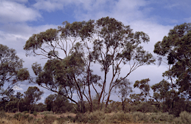 APII jpeg image of Eucalyptus porosa  © contact APII