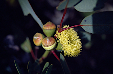 APII jpeg image of Eucalyptus preissiana subsp. lobata  © contact APII