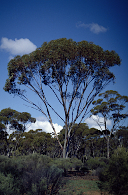 APII jpeg image of Eucalyptus pterocarpa  © contact APII