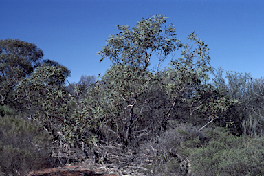 APII jpeg image of Eucalyptus roycei  © contact APII