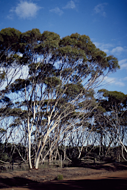 APII jpeg image of Eucalyptus salicola  © contact APII