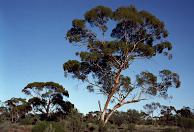 APII jpeg image of Eucalyptus salicola  © contact APII