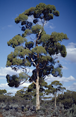 APII jpeg image of Eucalyptus salmonophloia  © contact APII