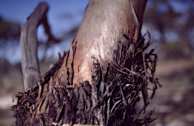 APII jpeg image of Eucalyptus sargentii subsp. sargentii  © contact APII