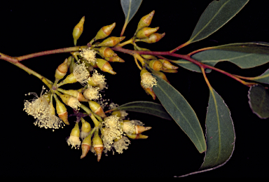 APII jpeg image of Eucalyptus socialis subsp. viridans  © contact APII