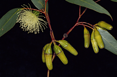 APII jpeg image of Eucalyptus stowardii  © contact APII