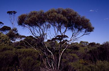 APII jpeg image of Eucalyptus subtilis  © contact APII