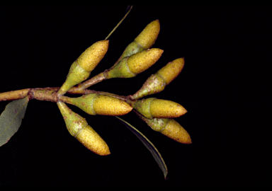 APII jpeg image of Eucalyptus suggrandis subsp. suggrandis  © contact APII