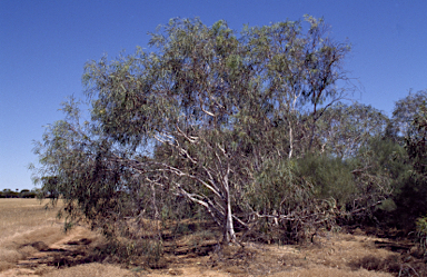 APII jpeg image of Eucalyptus synandra  © contact APII