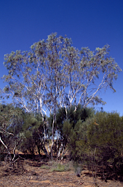 APII jpeg image of Eucalyptus synandra  © contact APII