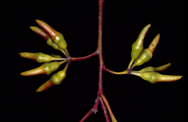 APII jpeg image of Eucalyptus thamnoides subsp. megista  © contact APII