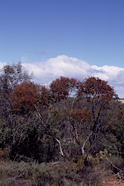 APII jpeg image of Eucalyptus uncinata  © contact APII