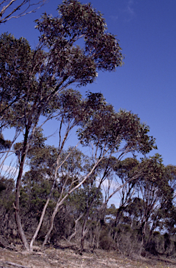 APII jpeg image of Eucalyptus uncinata  © contact APII