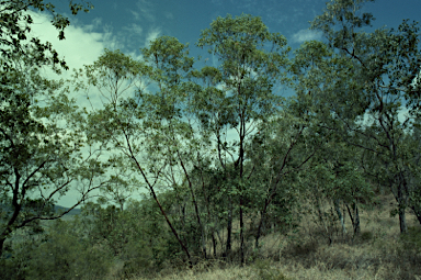 APII jpeg image of Eucalyptus urophylla  © contact APII