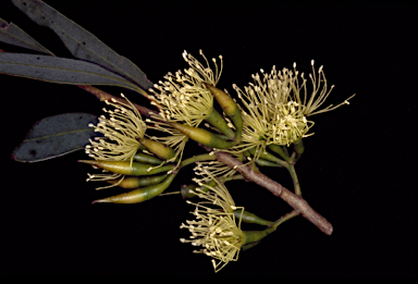 APII jpeg image of Eucalyptus varia subsp. varia  © contact APII