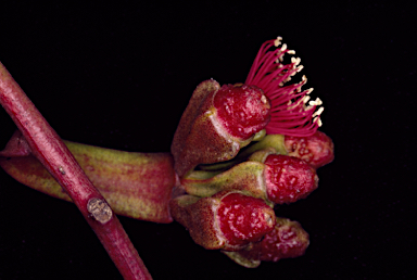 APII jpeg image of Eucalyptus vesiculosa  © contact APII