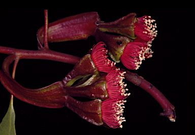 APII jpeg image of Eucalyptus vesiculosa  © contact APII