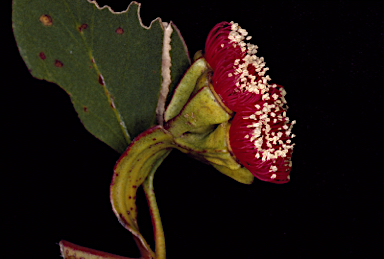 APII jpeg image of Eucalyptus vesiculosa  © contact APII