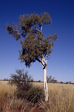 APII jpeg image of Corymbia ferriticola  © contact APII