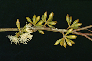 APII jpeg image of Eucalyptus viridis subsp. viridis  © contact APII