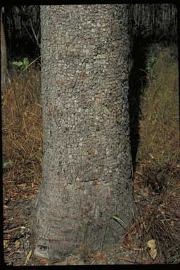 APII jpeg image of Corymbia polycarpa  © contact APII