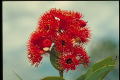 APII jpeg image of Corymbia cadophora  © contact APII