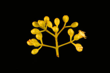 APII jpeg image of Corymbia xanthope  © contact APII