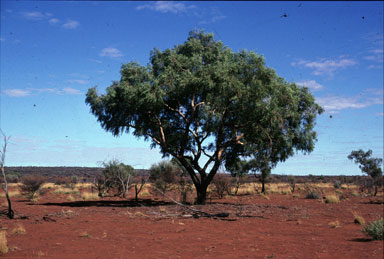 APII jpeg image of Corymbia lenziana  © contact APII