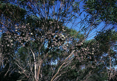 APII jpeg image of Eucalyptus buprestium  © contact APII