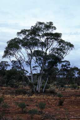 APII jpeg image of Eucalyptus celastroides  © contact APII