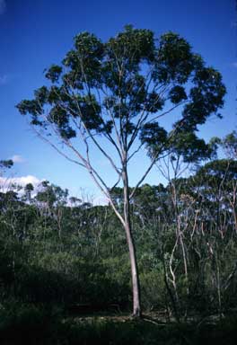 APII jpeg image of Eucalyptus clivicola  © contact APII