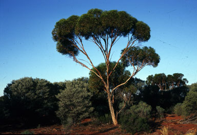 APII jpeg image of Eucalyptus concinna  © contact APII