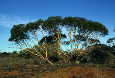 APII jpeg image of Eucalyptus eremicola  © contact APII