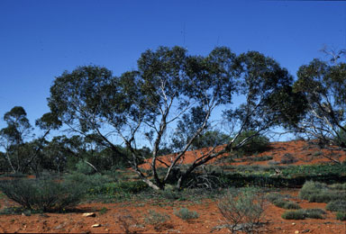 APII jpeg image of Eucalyptus mannensis subsp. mannensis  © contact APII