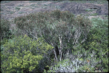 APII jpeg image of Eucalyptus aquilina  © contact APII