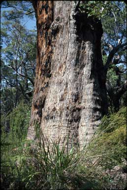 APII jpeg image of Eucalyptus brevistylis  © contact APII