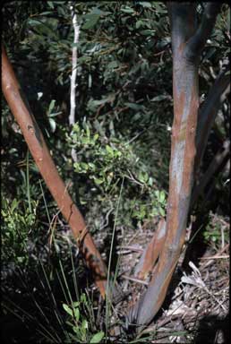 APII jpeg image of Eucalyptus burdettiana  © contact APII