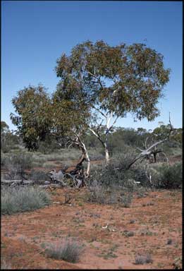 APII jpeg image of Eucalyptus complanata  © contact APII