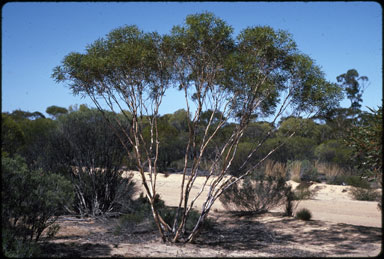 APII jpeg image of Eucalyptus cylindriflora  © contact APII