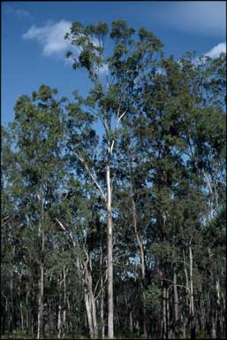 APII jpeg image of Eucalyptus moluccana  © contact APII