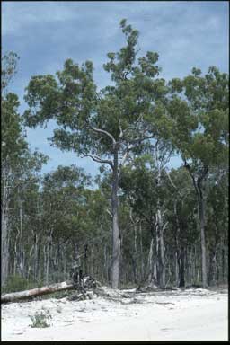 APII jpeg image of Corymbia nesophila  © contact APII