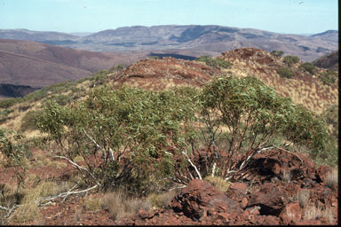 APII jpeg image of Eucalyptus pilbarensis  © contact APII