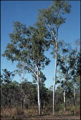 APII jpeg image of Corymbia polysciada  © contact APII