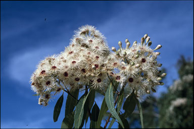 APII jpeg image of Corymbia rhodops  © contact APII